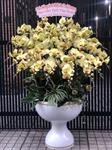 Hoa Lan Sinh Nhật 00119